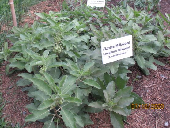 Zizotes Milkweed