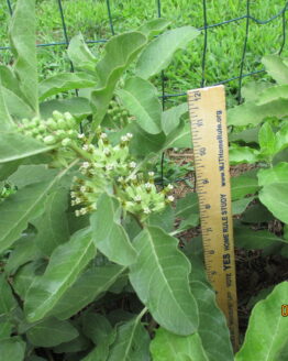 Zizotes Milkweed Blooms