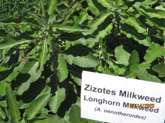 Zizotes Milkweed, Asclepias oenotheroides starting to bloom