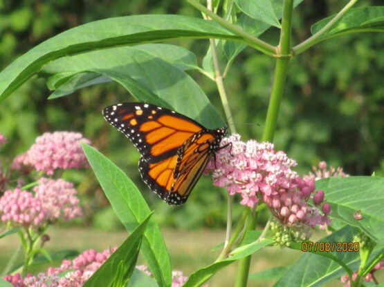 Pink Swamp Milkweed seeds, Asclepias Incarnata Pink - Image 4