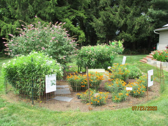 PA Native Garden