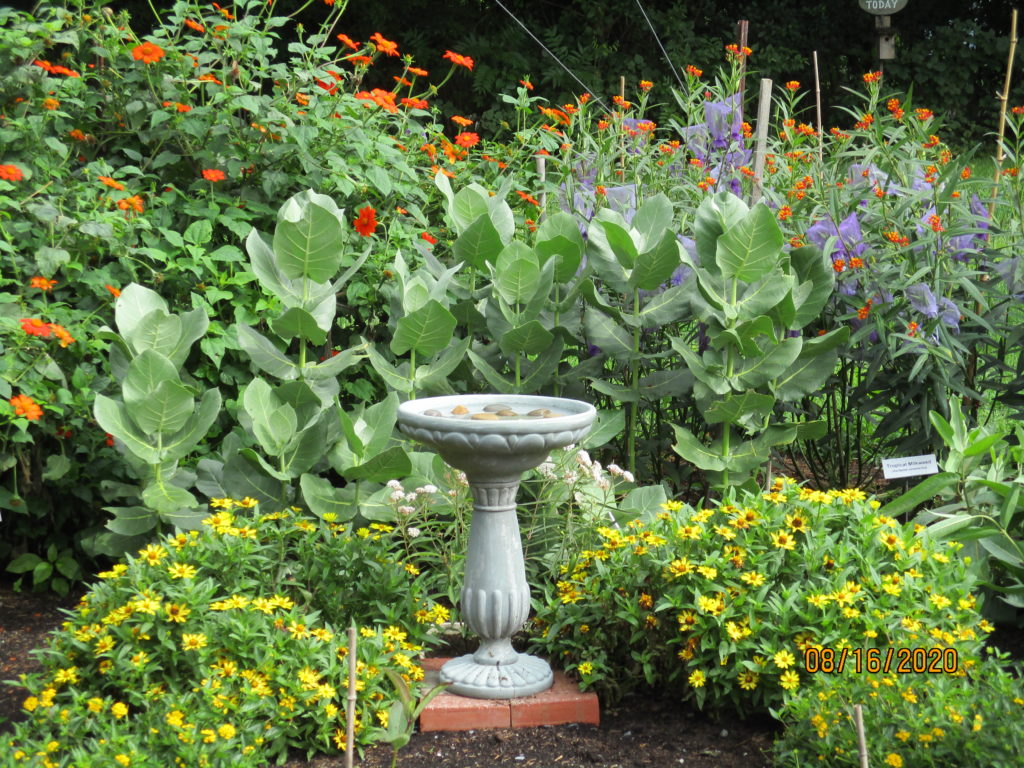 Milkweed garden