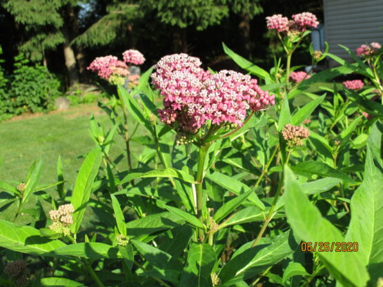 Pink Swamp Milkweed seeds, Asclepias Incarnata Pink - Image 2