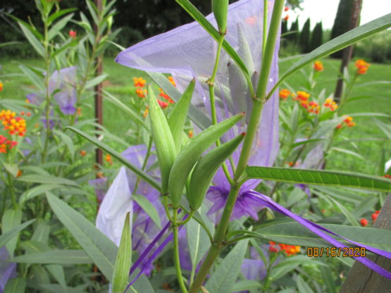 Red Tropical Milkweed Seeds, Asclepias curassavica - Image 4