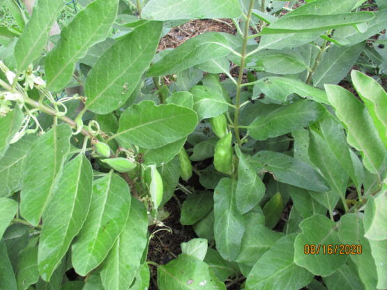 Zizotes Milkweed Pods