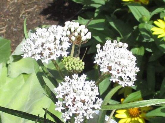 Aquatic Milkweed Seeds, Asclepias perennis - Image 4