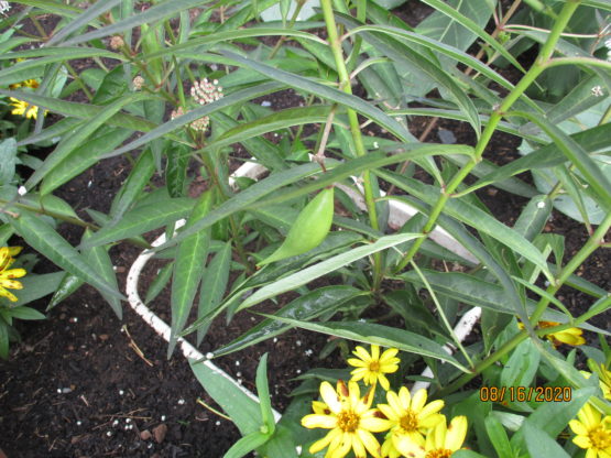 Aquatic Milkweed Seeds, Asclepias perennis - Image 7