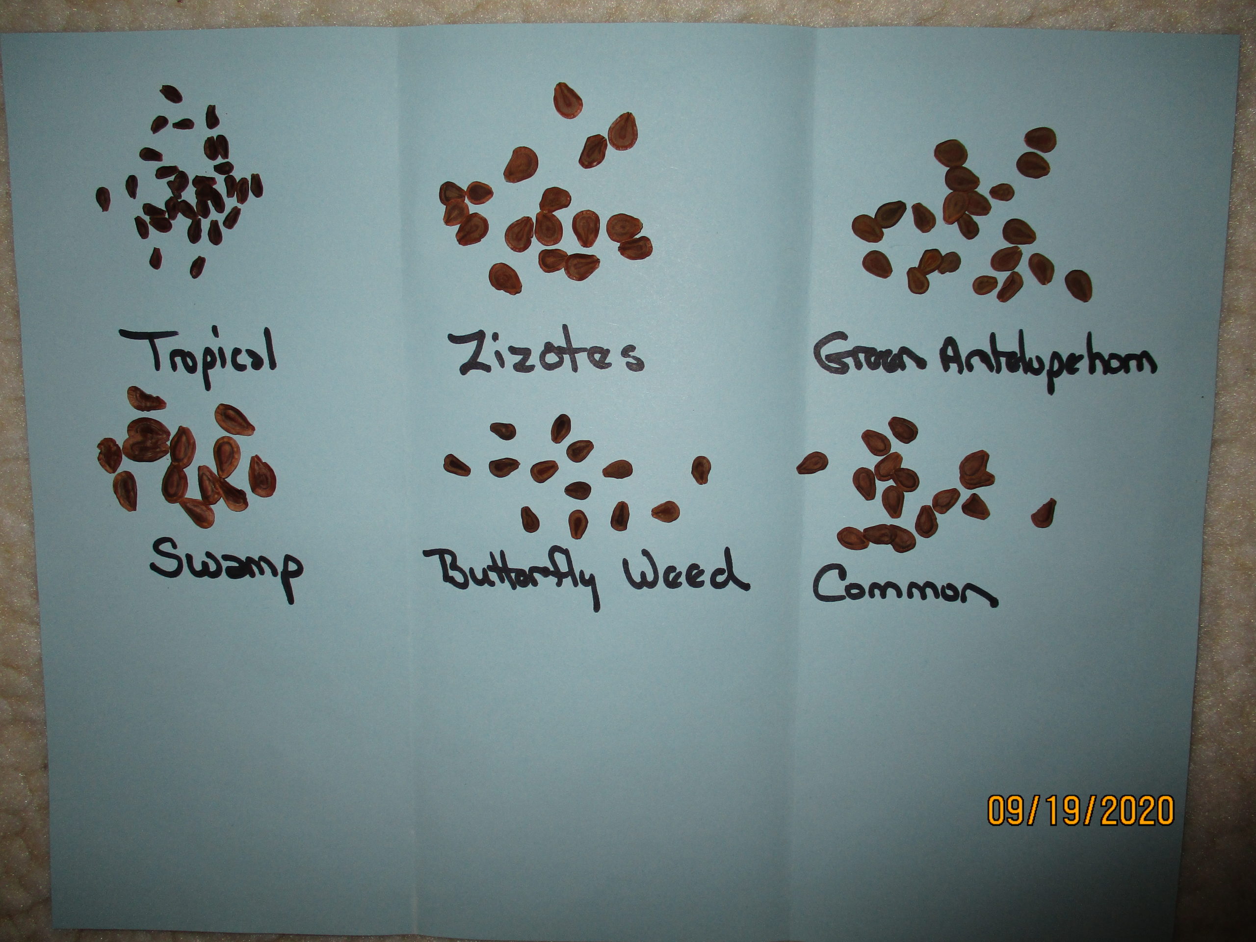 Free Milkweed Seeds Program Milkweed 4 Monarchs