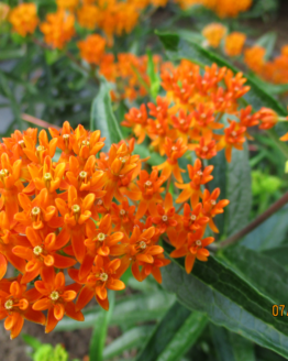 Orange Butterfly Weed Blooms