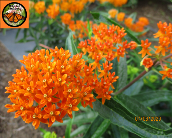 Orange Butterfly Weed Blooms