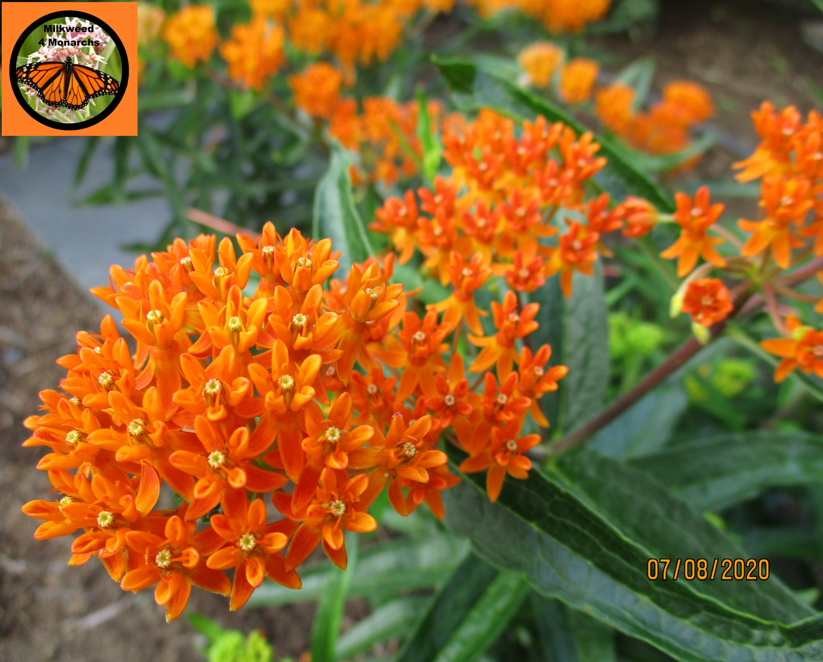 orange butterfly weed seeds, asclepias tuberosa - milkweed 4 monarchs