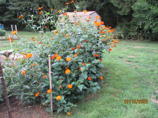 Mexican Sunflowers