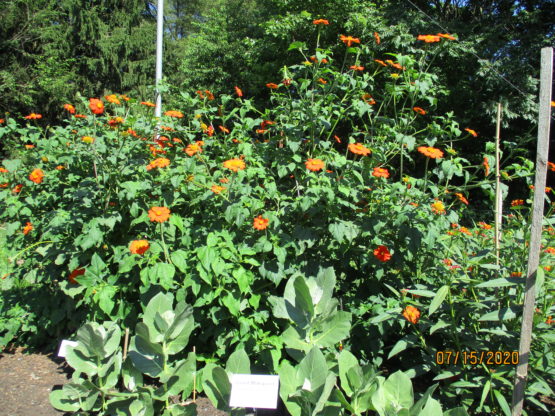 Mexican Sunflower garden