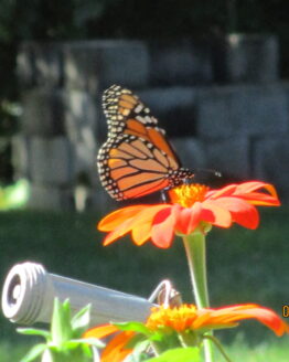 Monarch on Mexican Sunflower