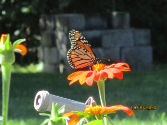 Monarch on Mexican Sunflower
