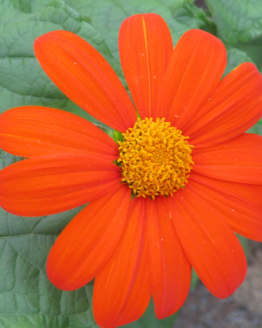 Orange Mexican Sunflower