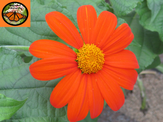 Orange Mexican Sunflower