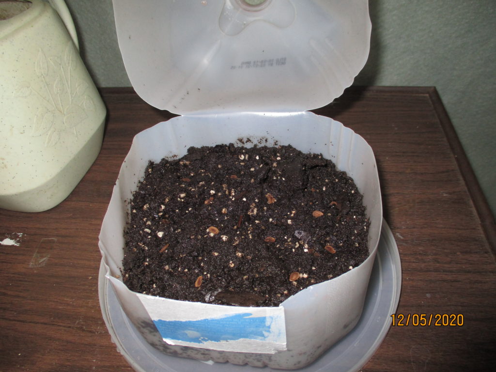 Bottom half of milk jug filled with soil