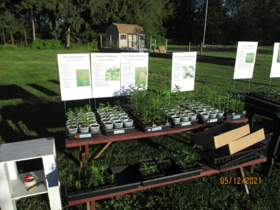 Annual Milkweed Sale