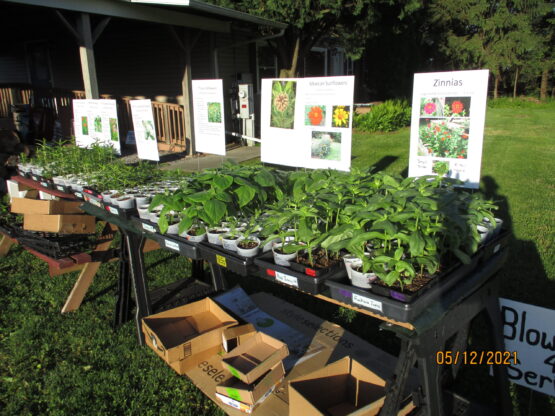 Annual Milkweed Plant Sale