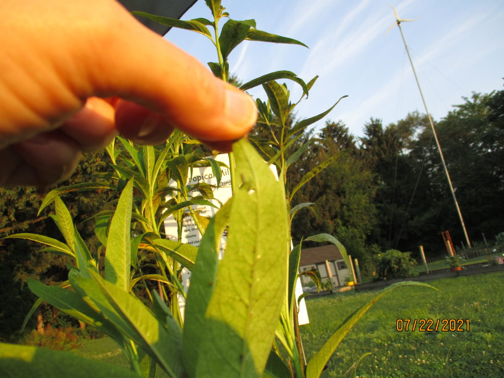 New Born Caterpillar