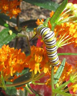 Monarch caterpillar on Orange Butterfly Weed