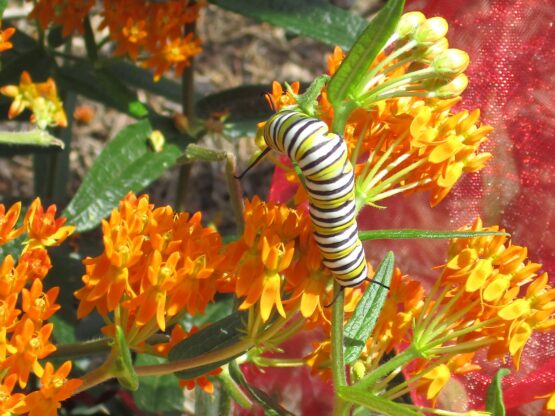 Monarch caterpillar on Orange Butterfly Weed