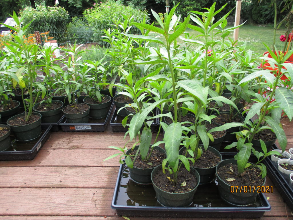 Potted milkweed with caterpillar