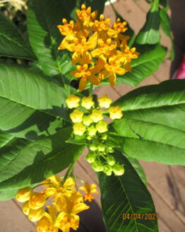 Gold Tropical Blooms