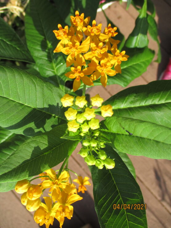 Gold Tropical Blooms