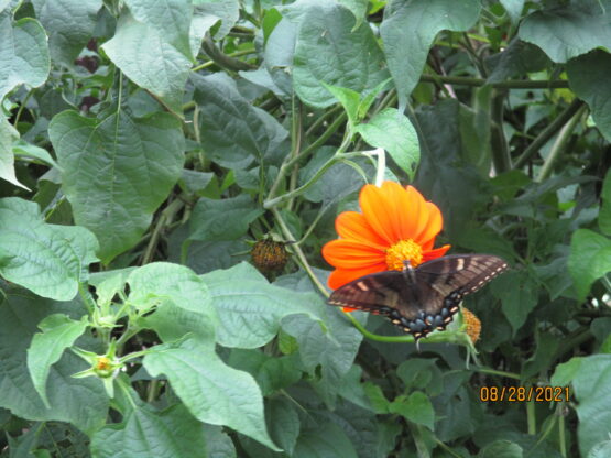 Black Swallowtail Butteryfly