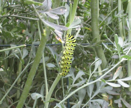 BlackSwallowTailcaterpillar