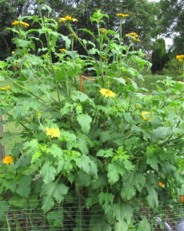 Yellow Mexican Sunflower Plant