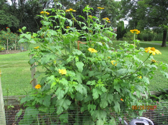 Yellow Mexican Sunflower Plant