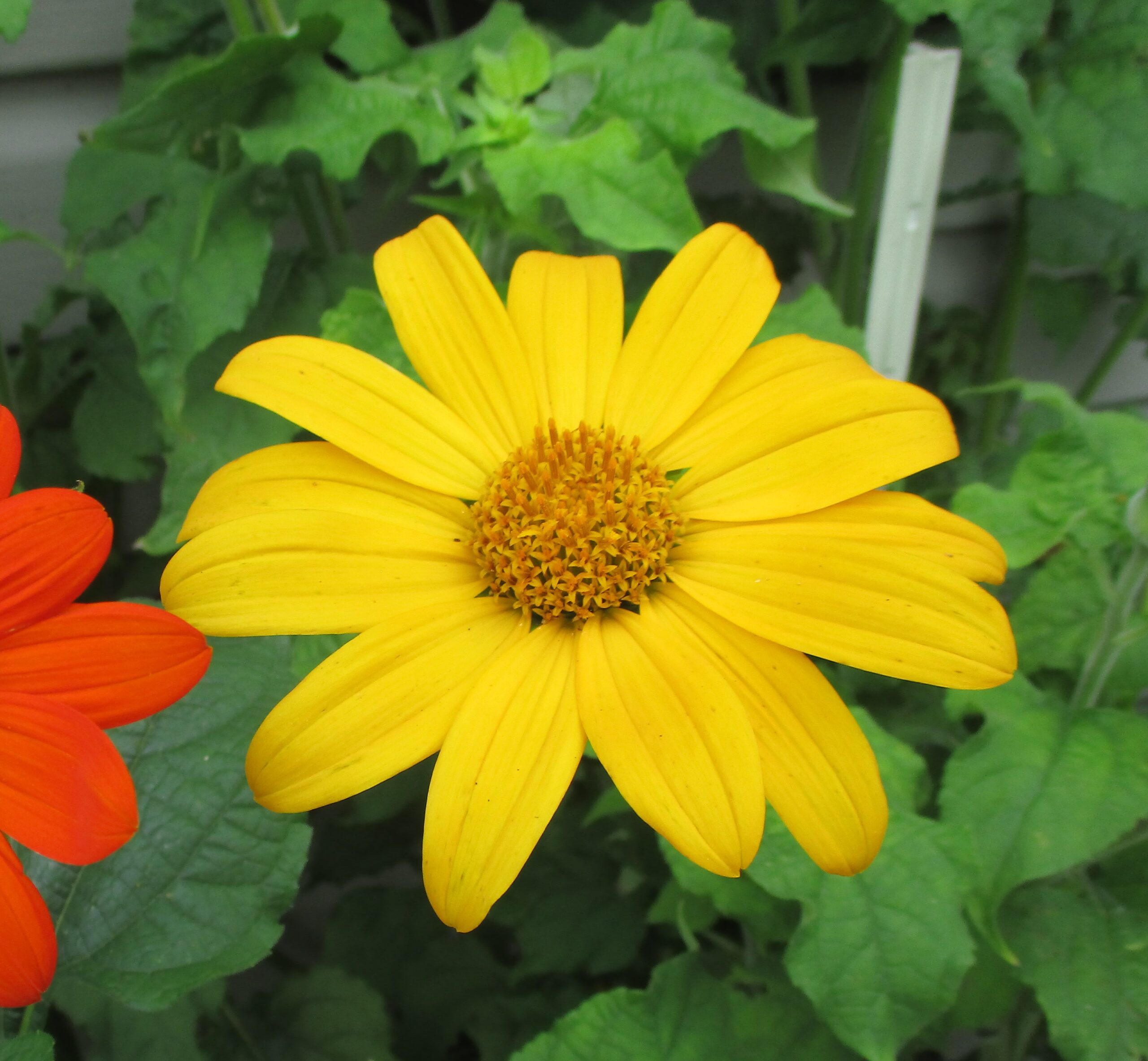 Yellow Mexican Sunflower Bloom