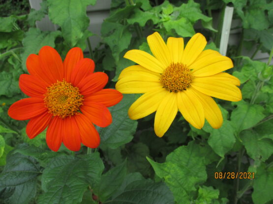 Orange & Yellow Mexican Sunflowers