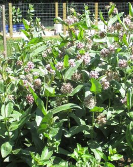 Showy Milkweed Plants