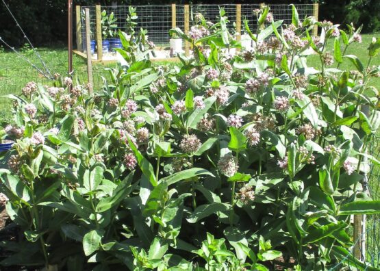 Showy Milkweed Plants