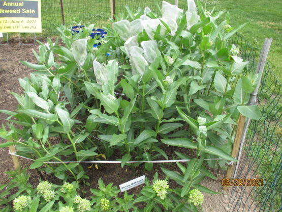 Showy Milkweed Plants