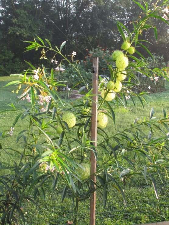 Balloon Milkweed