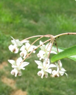 Balloon Milkweed Blooms