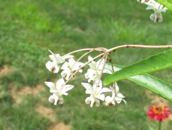 Balloon Milkweed Blooms