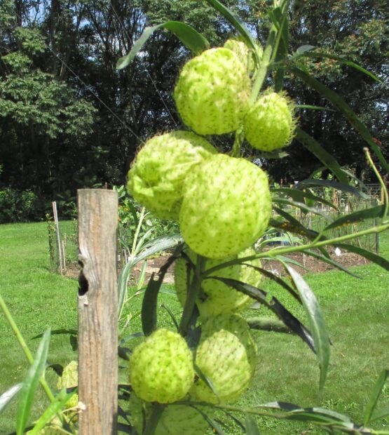 Balloon Milkweed Pods