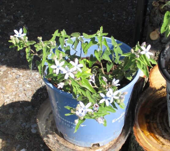 Blue Tweedia Plants