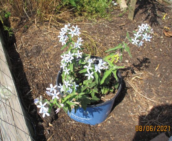 Blue Tweedia Plant