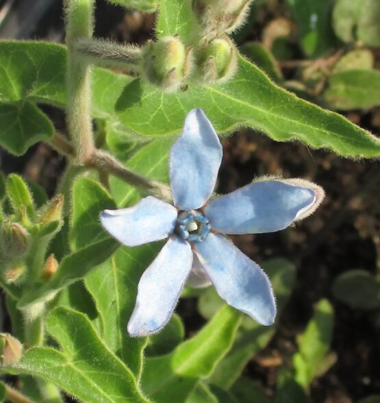 Blue Tweedia Bloom