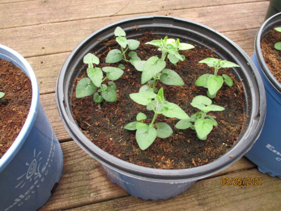 Blue Tweedia Seedlings