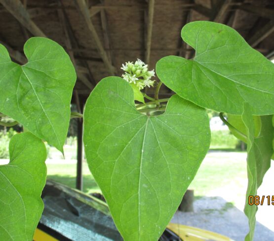 Honeyvine Bloom