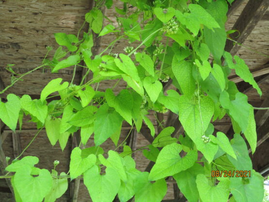 Honeyvine Milkweed