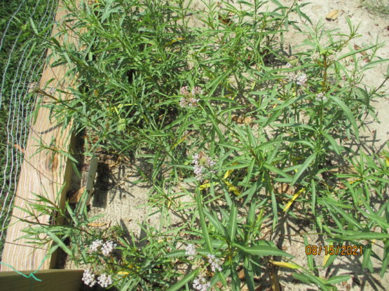 View from above the plants to see their growth pattern